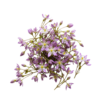 Swertia Japonica